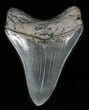 Serrated, Fossil Megalodon Tooth - Glossy Enamel #57462-1